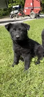 Zeus, a male German Shepherd Dog for sale in Pulaski, PA – 2 of 2