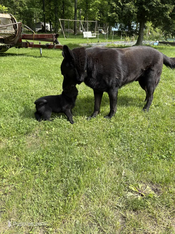 Zeus – German Shepherd Dog puppy for sale in Pulaski, PA