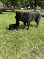 Zeus, a male German Shepherd Dog for sale in Pulaski, PA – 1 of 2