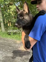 Kayla , a female German Shepherd Dog for sale in Pulaski, PA – 2 of 4