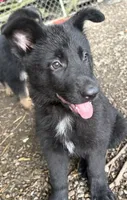 Midnight, a female German Shepherd Dog for sale in Pulaski, PA – 2 of 3