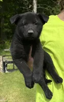 Bear, a male German Shepherd Dog for sale in Pulaski, PA – 1 of 2