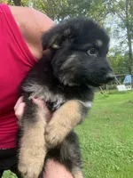 Lady, a female German Shepherd Dog for sale in Pulaski, PA – 2 of 2