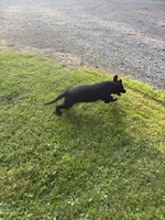 Kayla , a female German Shepherd Dog for sale in Pulaski, PA – 3 of 4