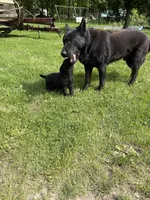 Bear, a male German Shepherd Dog for sale in Pulaski, PA – 2 of 2