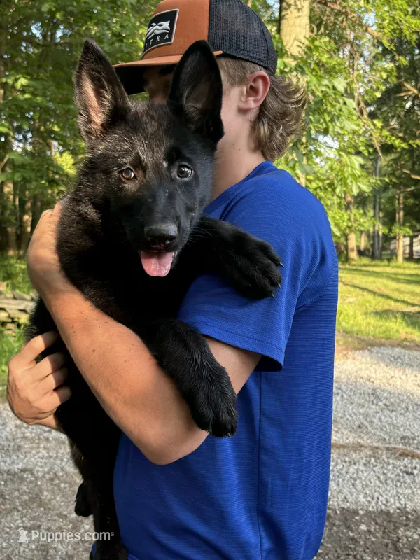 Kayla  – German Shepherd Dog puppy for sale in Pulaski, PA