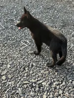 Kayla , a female German Shepherd Dog for sale in Pulaski, PA – 4 of 4