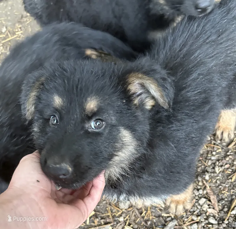Chief  – German Shepherd Dog puppy for sale in Pulaski, PA