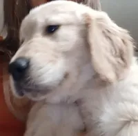 Bella's Beauty's, a male Golden Retriever for sale in Westland, MI – Photo 5 of 6