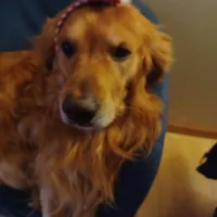 Bella's Beauty's, a male Golden Retriever for sale in Westland, MI – Photo 2 of 6