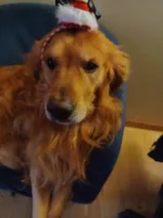 Bella's Beauty's, a male Golden Retriever for sale in Westland, MI – Photo 3 of 6