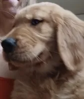 Bella's Beauty's, a male Golden Retriever for sale in Westland, MI – Photo 4 of 6