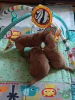 Bella's Beauty's, a male Golden Retriever for sale in Westland, MI – Photo 4 of 6