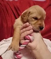 Bella's Beauty's, a male Golden Retriever for sale in Westland, MI – Photo 5 of 6