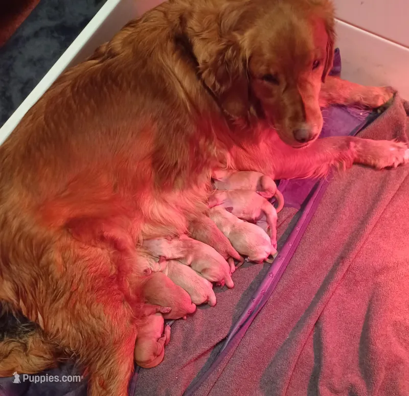 Bella's Beauty's – Golden Retriever puppy for sale in Westland, MI