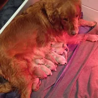 Bella's Beauty's, a male Golden Retriever for sale in Westland, MI – Photo 1 of 6