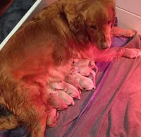 Bella's Beauty's, a male Golden Retriever for sale in Westland, MI – Photo 2 of 6