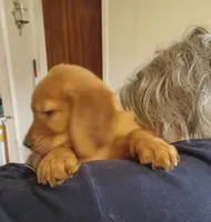 Bella's Beauty's, a male Golden Retriever for sale in Westland, MI – Photo 6 of 6