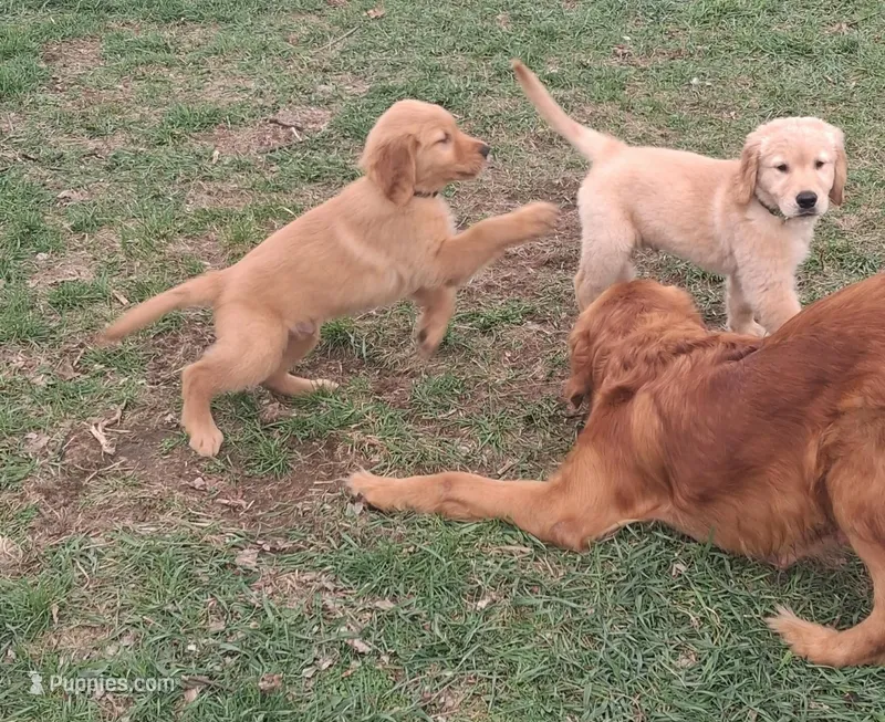 Bella's Beauty's – Golden Retriever puppy for sale in Westland, MI