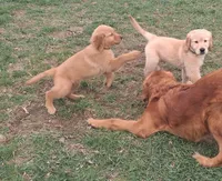 Bella's Beauty's, a male Golden Retriever for sale in Westland, MI – 1 of 4