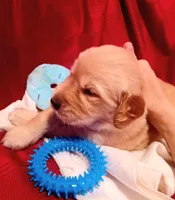 Bella's Beauty's, a male Golden Retriever for sale in Westland, MI – Photo 1 of 6