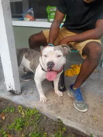 Boss, a male American Bully for sale in Jacksonville, FL – 2 of 2