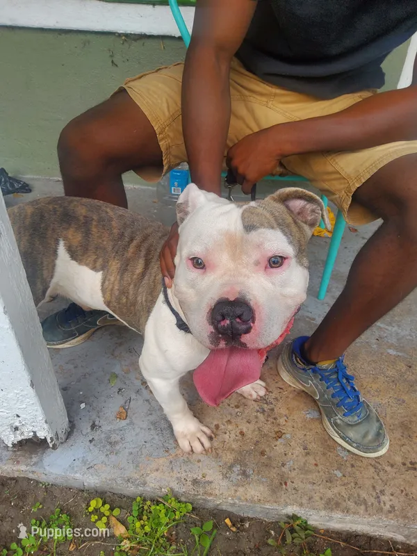 Boss, a male American Bully for sale in Jacksonville, FL – 1 of 2