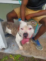 Boss, a male American Bully for sale in Jacksonville, FL – 1 of 2