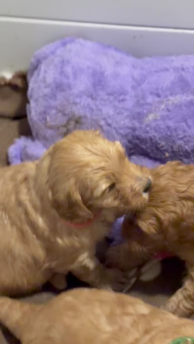 Purple , a female Goldendoodle for sale in York, SC – 7 of 7