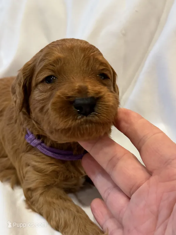 Purple female – Goldendoodle puppy for sale in York, SC