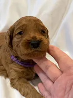 Purple female, a female Goldendoodle for sale in York, SC – 1 of 1