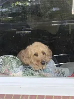 Pink female, a female Goldendoodle and Miniature Goldendoodle for sale in York, SC – 7 of 10