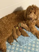 Multiple, a male Goldendoodle for sale in York, SC – 6 of 10