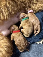 Multiple, a male Goldendoodle for sale in York, SC – 9 of 10