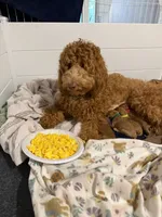 Red male, a male Goldendoodle and Miniature Goldendoodle for sale in York, SC – 4 of 10
