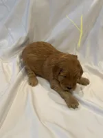 Yellow female, a female Goldendoodle for sale in York, SC – 2 of 2