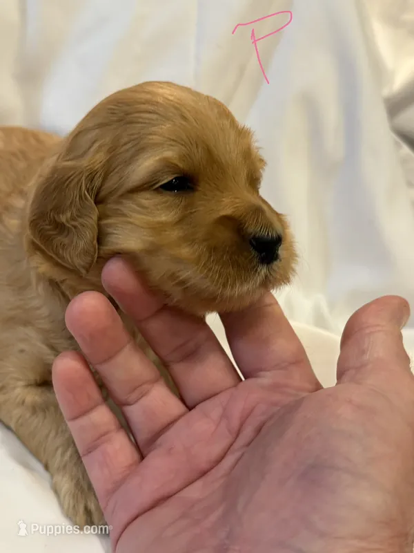Pink female – Goldendoodle puppy for sale in York, SC