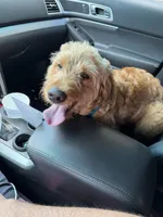 Red male, a male Goldendoodle and Miniature Goldendoodle for sale in York, SC – 7 of 10