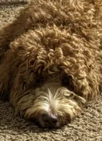 Pink female, a female Goldendoodle and Miniature Goldendoodle for sale in York, SC – 6 of 10