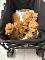 Red male, a male Goldendoodle and Miniature Goldendoodle for sale in York, SC – 10 of 10