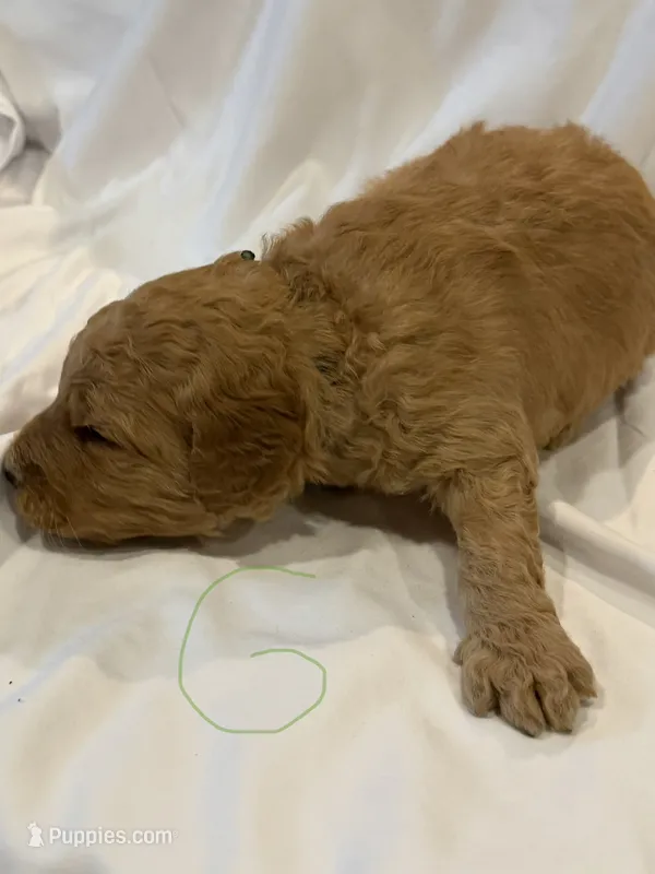 Green male – Goldendoodle puppy for sale in York, SC