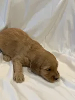 Pink female, a female Goldendoodle for sale in York, SC – 2 of 2