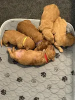 Purple , a female Goldendoodle for sale in York, SC – 5 of 7