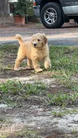 Pink Collar Female - Reduced , a female Goldendoodle and Miniature Goldendoodle for sale in York, SC – 10 of 10