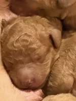 Multiple, a male Goldendoodle for sale in York, SC – 4 of 10