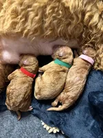 Pink female, a female Goldendoodle and Miniature Goldendoodle for sale in York, SC – 9 of 10