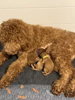 Multiple, a male Goldendoodle for sale in York, SC – 7 of 10