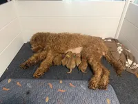 Pink female, a female Goldendoodle and Miniature Goldendoodle for sale in York, SC – 8 of 10