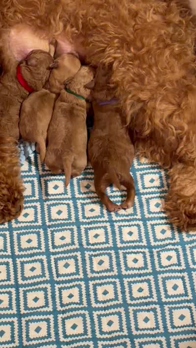 Multiple, a male Goldendoodle for sale in York, SC – 10 of 10