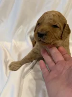 Red male, a male Goldendoodle for sale in York, SC – 2 of 3